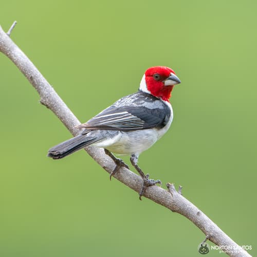 Red-cowled Cardinal