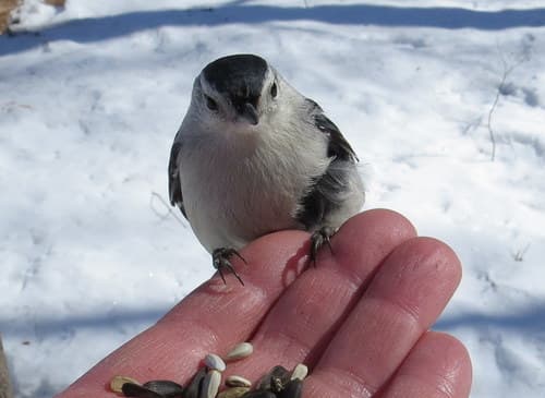 White-breasted Nuthatch