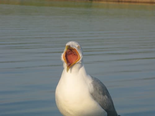 Herring Gull