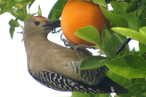 Gila Woodpecker