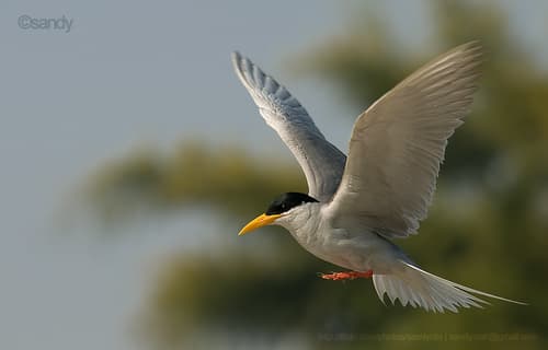 River Tern
