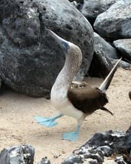 Blue-footed Booby