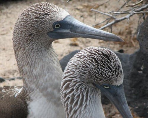 Blue-footed Booby