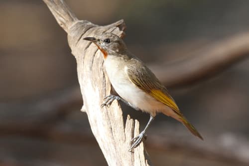 Rufous-throated Honeyeater