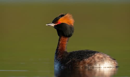 Horned Grebe