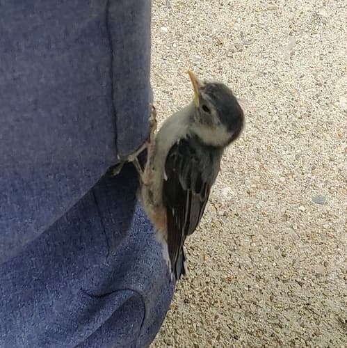 White-breasted Nuthatch