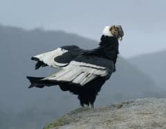 Andean Condor