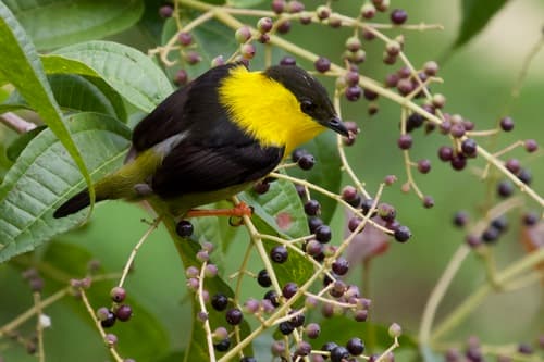Golden-collared Manakin