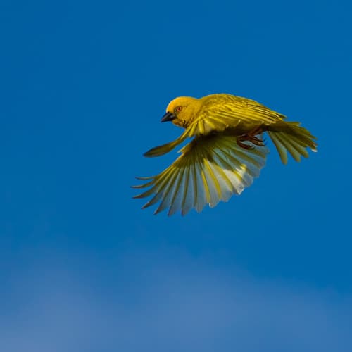 African Golden-Weaver