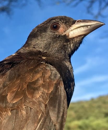 White-billed Buffalo-Weaver