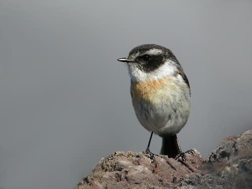 Réunion Stonechat