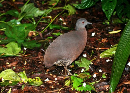 Brown Tinamou