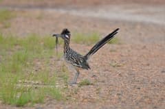 Greater Roadrunner