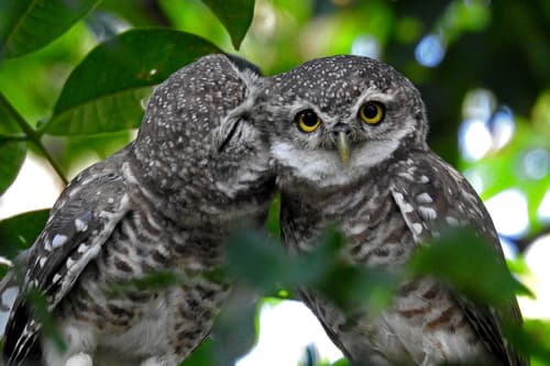 Spotted Owlet