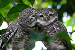 Spotted Owlet