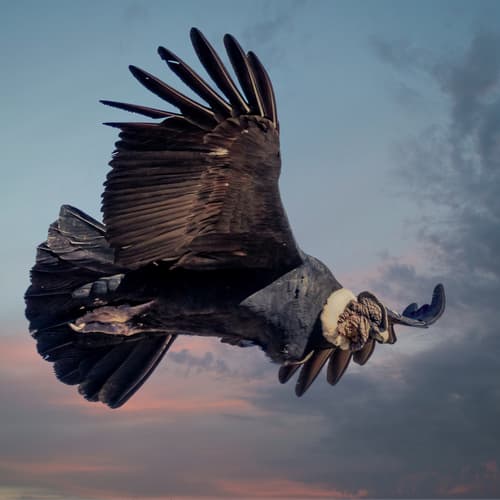 Andean Condor