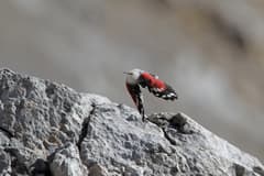 Wallcreeper