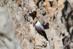 Wallcreeper