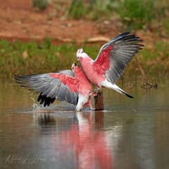 Galah