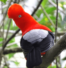Andean Cock-of-the-rock