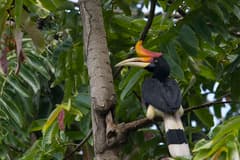 Rhinoceros Hornbill