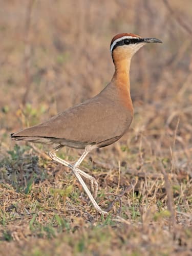 Indian Courser