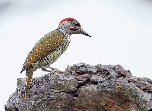 Golden-tailed Woodpecker