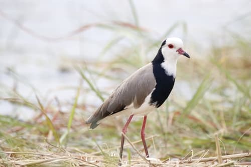 Long-toed Lapwing