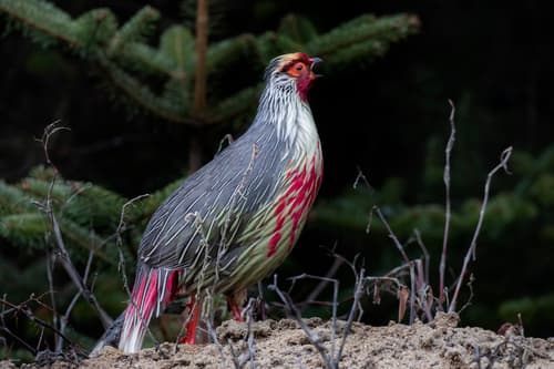 Blood Pheasant