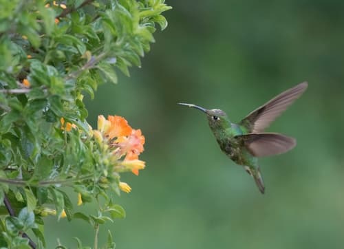 Mountain Velvetbreast