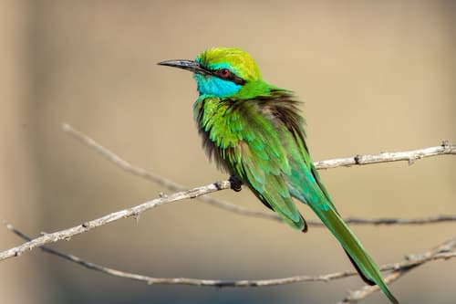 Arabian Green Bee-eater