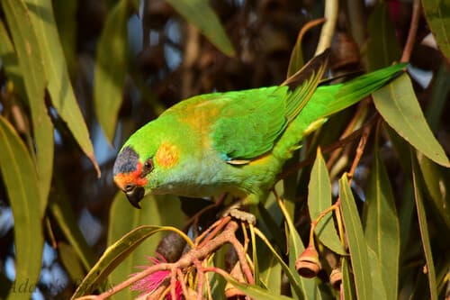 Purple-crowned Lorikeet