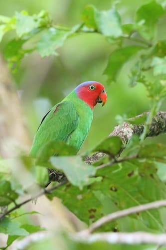 Red-cheeked Parrot