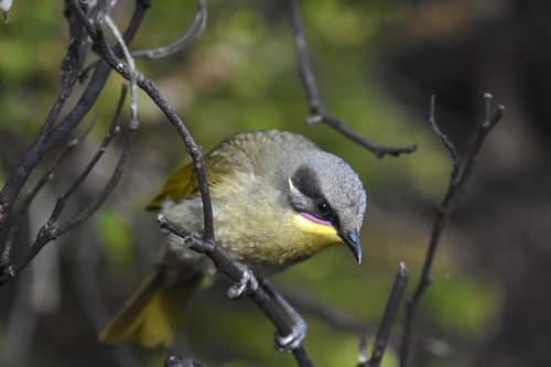 Purple-gaped Honeyeater
