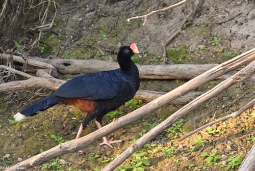 Razor-billed Curassow