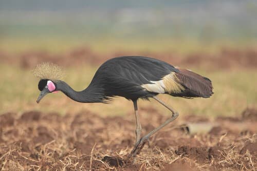Black Crowned Crane