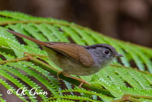 Mountain Fulvetta