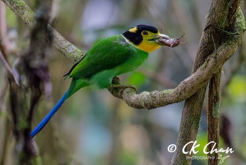 Long-tailed Broadbill