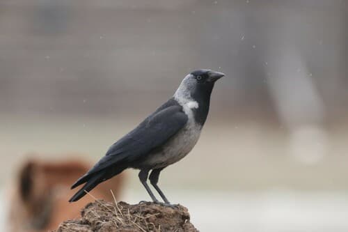 Daurian Jackdaw