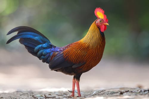 Sri Lanka Junglefowl
