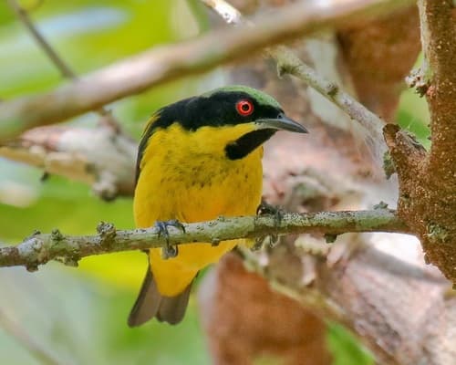 Yellow-bellied Dacnis