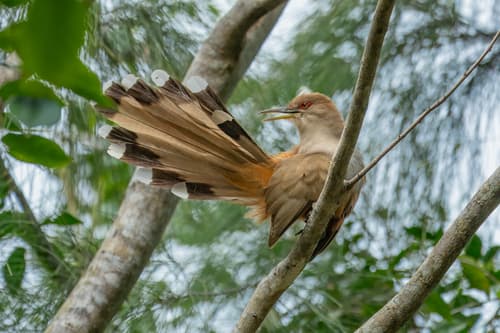 Puerto Rican Lizard-Cuckoo