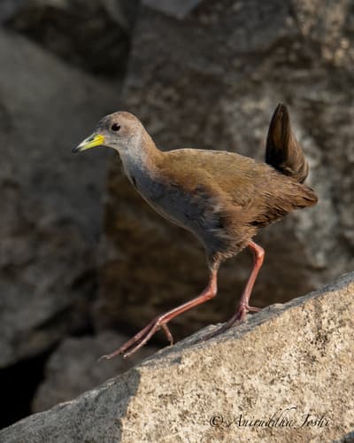 Brown Crake