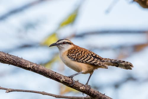 Veracruz Wren