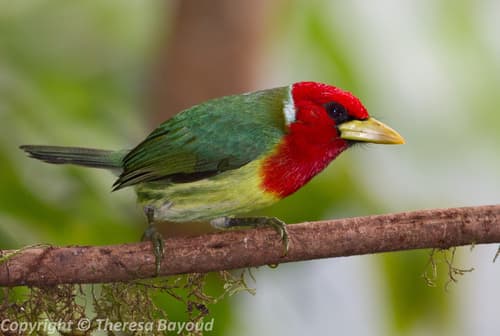 Red-headed Barbet