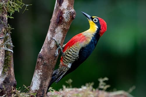 Yellow-fronted Woodpecker