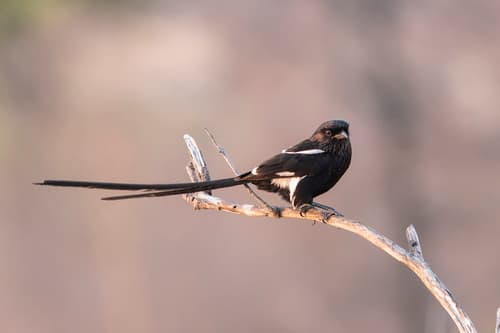 Magpie Shrike