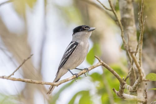 Gray-collared Becard