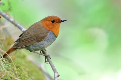 Japanese Robin