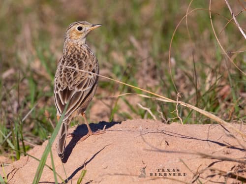 Sprague's Pipit